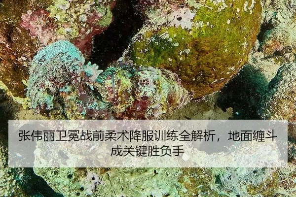 张伟丽卫冕战前柔术降服训练全解析，地面缠斗成关键胜负手